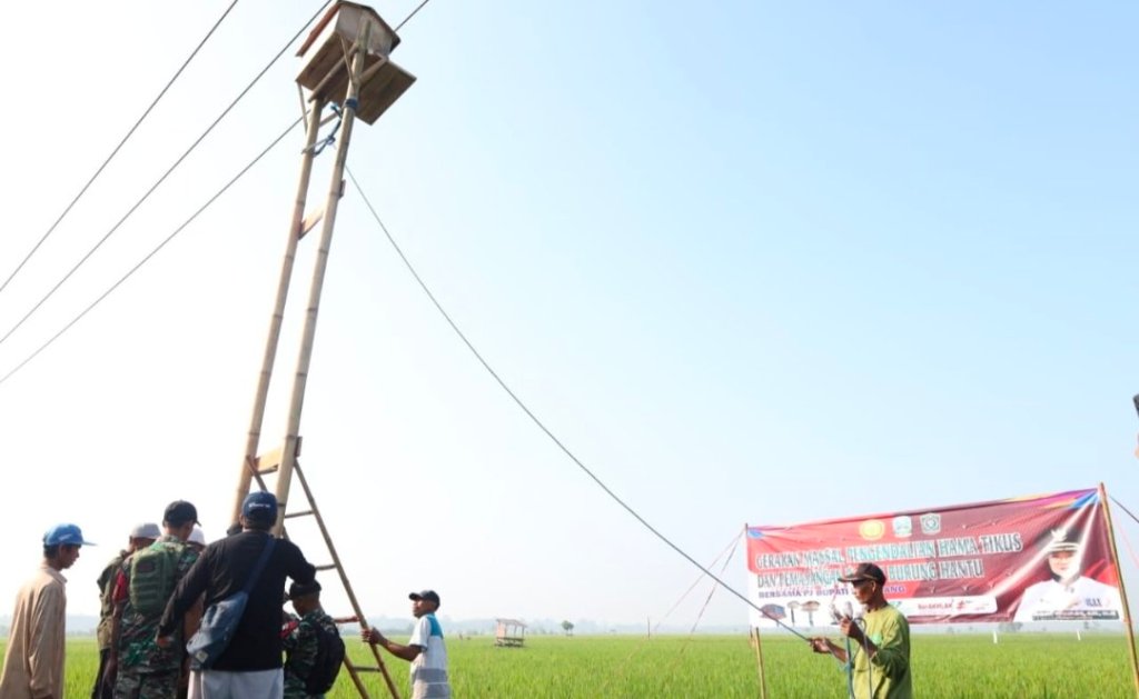 Gerakan Massal Basmi Hama Tikus di Lumajang Gunakan Burung&nbsp;Hantu