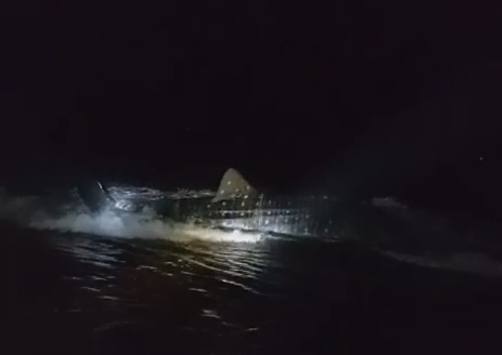 Hiu Tutul Sepanjang 3 Meter Terdampar di Pantai Getem&nbsp;Puger